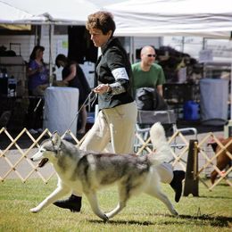Siberian Huskies from Sundance Siberians