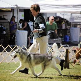 Siberian Huskies from Sundance Siberians