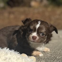 Bobbidi - Chocolate and tan female Chihuahua puppy in Summerfield, Florida from Impeccable's Boutique & Ethical Breeder for the educated & discriminating ONLY