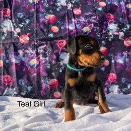 Teal - Black and rust female Doberman Pinscher puppy in Knox, Indiana from Double River Dobermans
