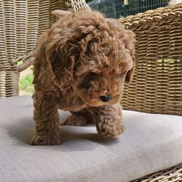 Poodle Puppies from OpenGate Poodles