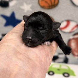 Luna - Black female Miniature Schnauzer puppy in Comanche, Texas from Circle R Sidney
