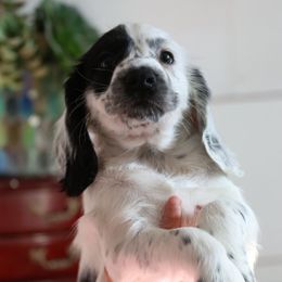 Cliff - Black and white male English Cocker Spaniel puppy in New Mexico from HighBrassGunDogs