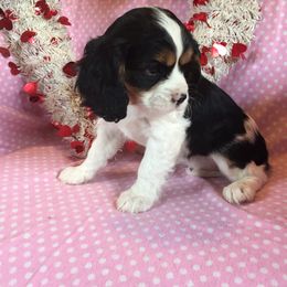 Australian Shepherd and Cavalier King Charles Spaniel Puppies from Spectacular Aussies and Cavaliers
