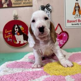 Sonny - Red and white male Basset Hound puppy in Pilot Mtn, North Carolina from Lowdown Love Basset Hounds