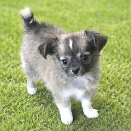 Bear Bear - Sable spotted white male Chihuahua puppy in Tulsa, Oklahoma from Hart's Chihuahuas