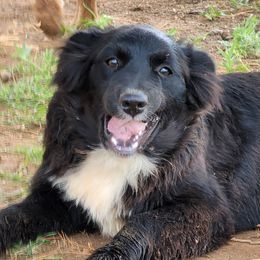 Raven - Australian Shepherd