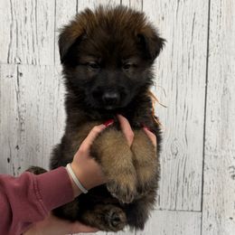 Orange puma male - Sable male German Shepherd puppy in Herrick, South Dakota from Dakota Shepherds Kennels