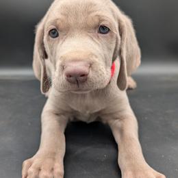 Biff - Silver gray male Weimaraner puppy in Evart, Michigan from Drehbar Weimaraners