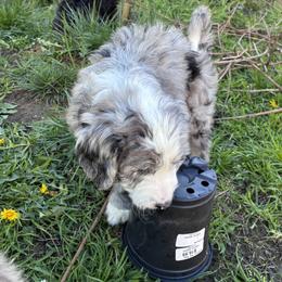 Aussiedoodle, Australian Shepherd, and Poodle Puppies from Love my doodles/ Aussiedoodle love