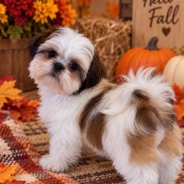 Benny-Sale and new videos and pics - Gold and white male Shih Tzu puppy in Manteca, California from Beauty's Shih Tzu (California)