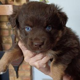 Biscuit - Red tri male Miniature Australian Shepherd puppy in Copperas Cove, Texas from Aussies Acre