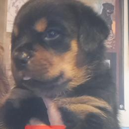 Boy 4 - Black and mahogany male Rottweiler puppy in De Witt, Iowa from Irish Eyes Kennels
