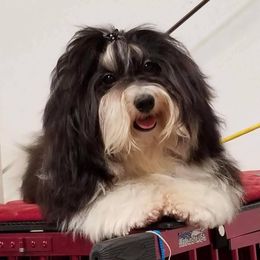 Havanese from Elbron Havanese