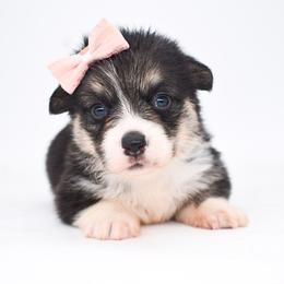 Kasumi (redheaded tricolor female) - Black and tan female Pembroke Welsh Corgi puppy in San Antonio, Texas from Moxxi's Legacy Corgis