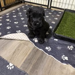 Sierra (Girl 2) - Black female Giant Schnauzer puppy in Bois D’arc, Missouri from Down Low Kennels