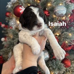 Isaiah - Parti male Goldendoodle puppy in Prosperity, Pennsylvania from Stelladoodles & Company