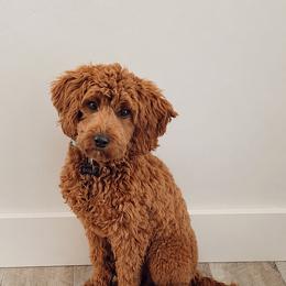 Dolly - Goldendoodle