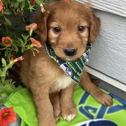 Goldendoodle and Poodle Puppies from South Sound Doodles