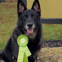 German Shepherds from Drivetrain German Shepherds