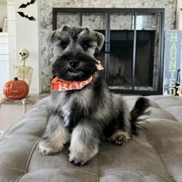 Miniature Schnauzer Puppies from Du Lac Miniature Schnauzers