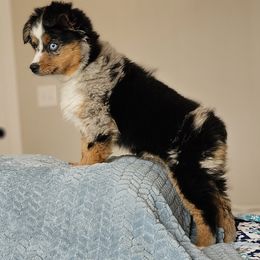 Toy Australian Shepherd Puppies from Reflections of Star Crest Kennel