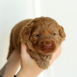 Pink - Caramel female Australian Labradoodle puppy in Williamstown, New York from Lewis Manor Labradoodles
