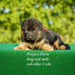 Red collar male - Black and red male German Shepherd puppy in Chrisney, Indiana from Indiana German Shepherds