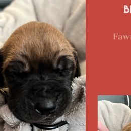 Boy 1- Blitzen - Fawn Great Dane puppy in Marlow, New Hampshire from Fox Hill Danes