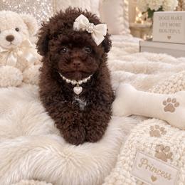 Matilda - Brown female Poodle puppy in Bryn Mawr, Pennsylvania from Main line furry friends