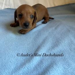 Odin shade red male smooth - Red male Dachshund puppy in East Dover, Vermont from Audet’s Mini Dachshunds
