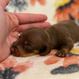 Tod - Chocolate and tan male Dachshund puppy in Hope, Arkansas from JK Kennel