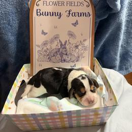 Marilyn - Black white and tan female Beagle puppy in New Tazewell, Tennessee from Sweet Warner Pugs