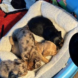 Dachshund Puppies from Dachshundsnextdoor