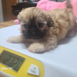 Girl Puppy 4 - Black and tan female Shih Tzu puppy in Belleville, Michigan from Patricia's Heavenly Earth Angels