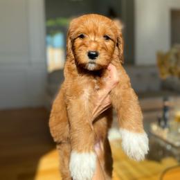 LOTUS PRICE REDUCED - Red  male Goldendoodle puppy in Independence, Oregon from ANKENY DOODLES