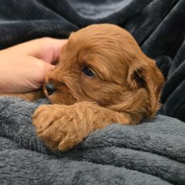 Girl 2 - Red female Cavapoo puppy in Knoxville, Tennessee from Shannan's Cavapoos