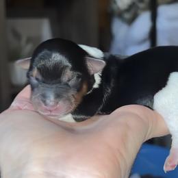 Yorkshire Terrier Puppies from Sasha's Yorkie Pups