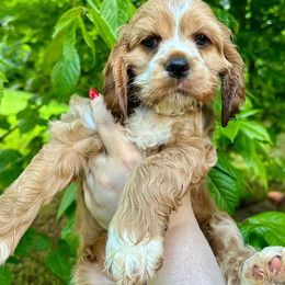Cocker Spaniel Puppies from Mable meadows Cockers
