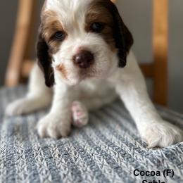 English Springer Spaniel Puppies from Wildwood