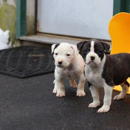 American Bulldog Puppies from Northern Woods American Bulldogs