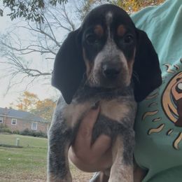 Amaya - Blue ticked and tan female Bluetick Coonhound puppy in Belton, South Carolina from Broadway Oak Kennels