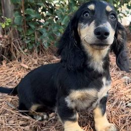 Screech - Dachshund