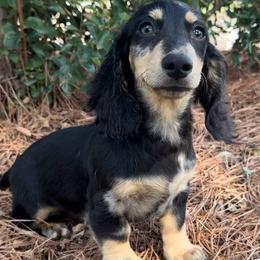 Screech - Dachshund