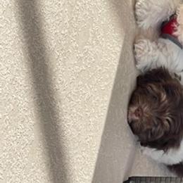 Havanese Puppies from Happy Tail Companions
