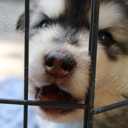 Alaskan Malamute Puppies from Sequoia Timber Malamutes