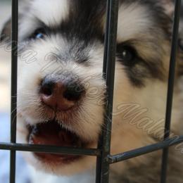 Alaskan Malamute Puppies from Sequoia Timber Malamutes