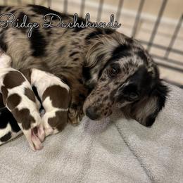 Pebbles - Dachshund