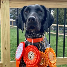 Piper - German Shorthaired Pointer