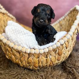 Miny Moe - Phantom male Goldendoodle puppy in Grove, Oklahoma from Guinn Family Farms